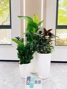滨湖写字楼办公室公共区域走道绿植租摆高中低搭配